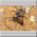 Priocnemis sp - Wegwespe 11a 8mm mit Wolfsspinne - Lycosidae sp.jpg